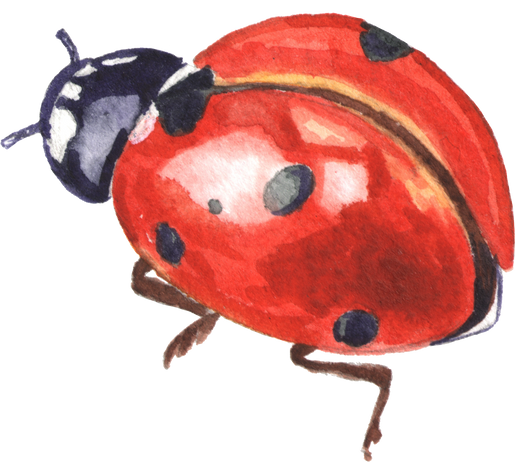 Lady bug watercolor clipart